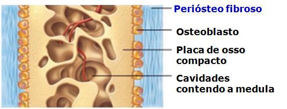 Rede de trabéculas 3. Mesênquima vascularizado se torna o periósteo 4.