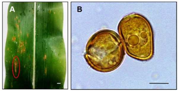 Colletotrichum graminicola