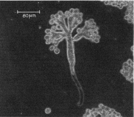 Ordem: Peronosporales Família: Peronosporaceae Gênero: Peronosclerospora Espécie: P.