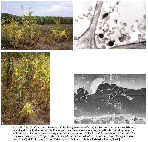 Medidas de controle Mildio 1- O uso de cultivares resistentes é o método de controle