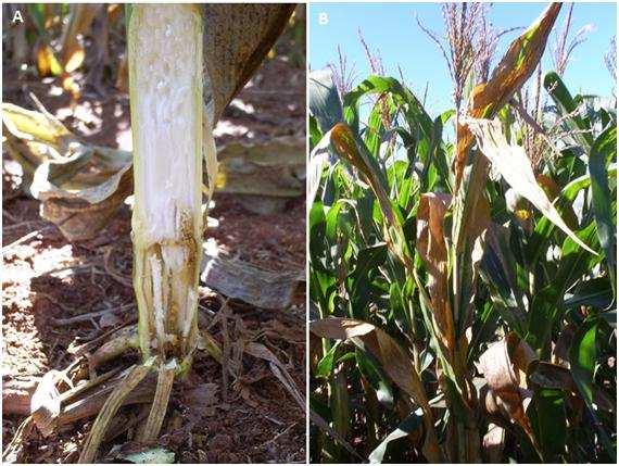 plantas tombadas -> seca prematura de plantas Penetração por ferimentos -> Altas temperaturas e alto teor de umidade -> Transmissão ocorre pelo solo e substrato -> Material de propagação vegetativa