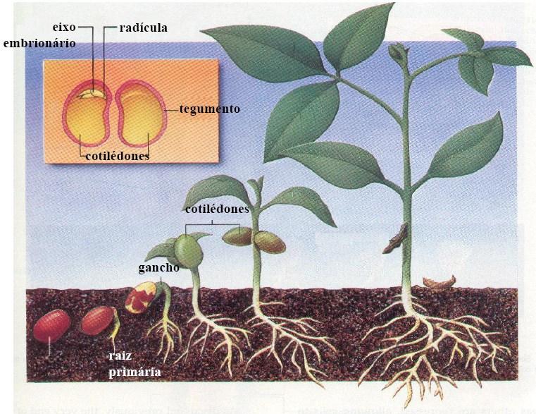 SEMENTE FERTILIZANTES Índice salino Indice relativo que compara os fertilizantes Permite obter informações sobre o seu potencial osmótico Adubos Índice global Índice parcial Adubos nitrogenados