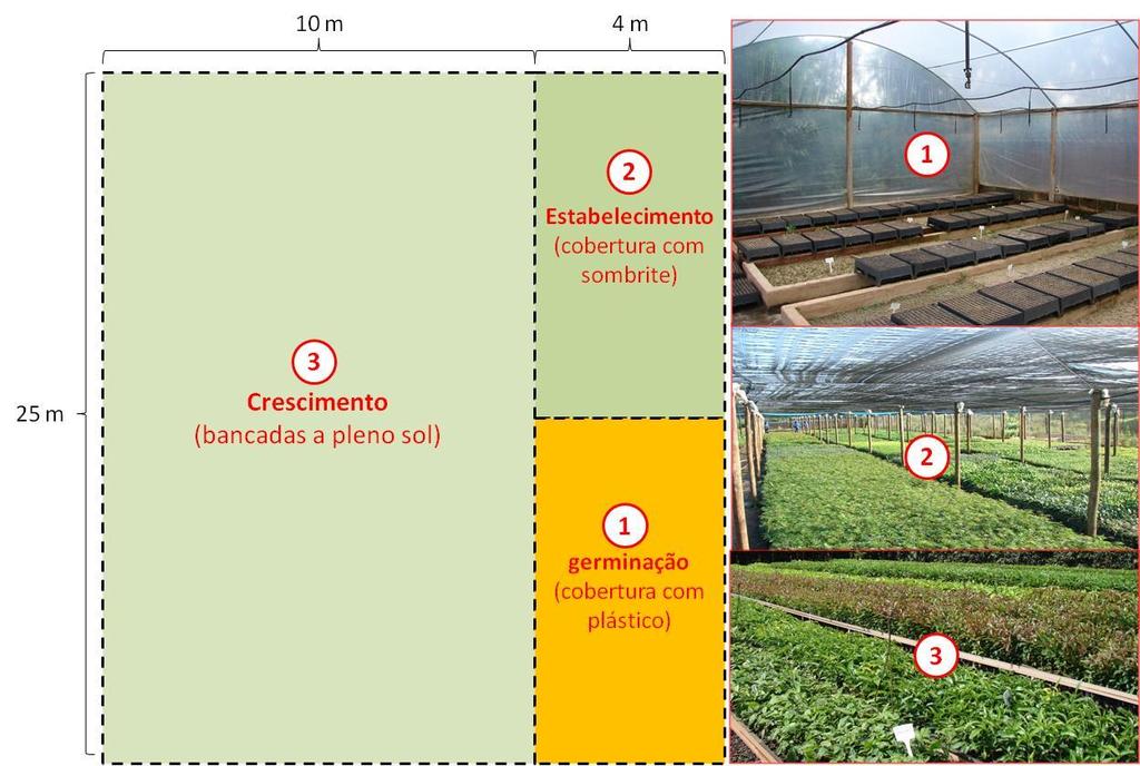 possibilitar a produção de mudas de espécies florestais nativas.