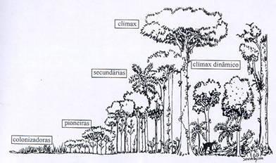 fragmento da mata observada, descreva