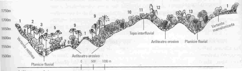 A altura das árvores pode ser estimada por meio de métodos indiretos, tais como triangulação e comparação com objetos de tamanho conhecido.