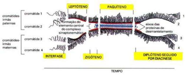 MEIOSE