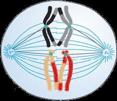 MEIOSE 1 Metáfase I Cromossomos Homólogos Fibras do fuso Cromossomos homólogos pareados, um oposto ao outro, presos às