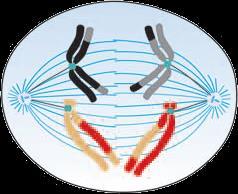MEIOSE 1 Anáfase I Separação de cromossomos homólogos duplicados Encurtamento das fibras do fuso; Separação de cromossomos