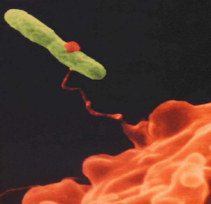 Bactéria aeróbia flagelada Bacilo Gram negativo Parasita intracelular obrigatório de alguns
