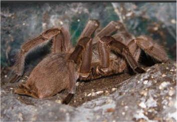 Aranhas-chinesas Englobam diversas espécies e também são conhecidas como aranhas-de-pássaros, sendo artrópodes bem grandes e que, em alguns casos, ultrapassam os 10 centímetros.