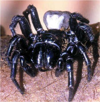 Aranhas-teias-de-funil Típicas da Austrália, essas aranhas são conhecidas por ter presas bem grandes que podem chegar a 2 centímetros.