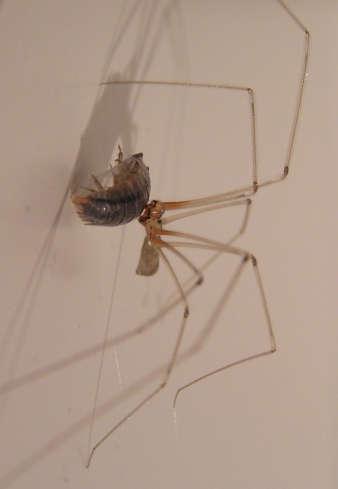 Pholcus phalangioides - Aranha pernuda São as aranhas "pernudas" muito comuns em residências em todo o Brasil.