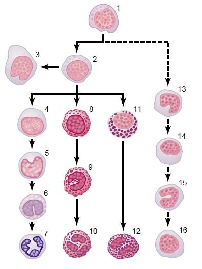 Gênese dos Mielócitos Gênese dos Linfócitos Mieloblasto Célula