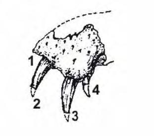 Dissertação de Mestrado André Eduardo Piacentini Pinheiro IGCE-UNESP/ Rio Claro 92 Idade. Eoceno superior (Divisaderano). Tamanho. Fragmento do pré-maxilar com 2,6cm de comprimento.