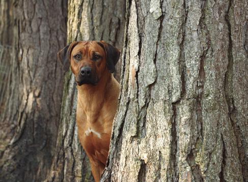 Por outro lado, fazer com que o cão fique quieto para ser fotografado não é fácil.