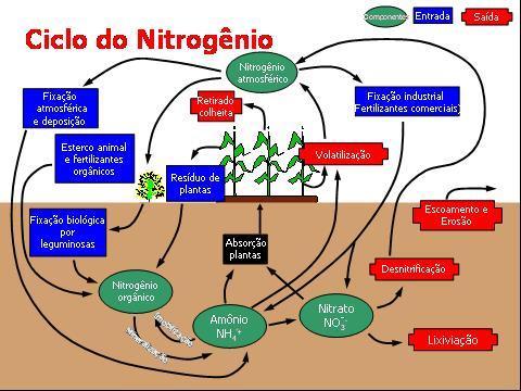 ADUBAÇÃO MINERAL NITROGÊNIO - Participa na formação de aminoácidos, proteínas e enzimas.