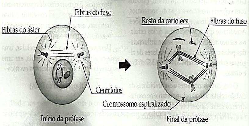 ESCOLA ESTADUAL DE ENSINO MÉDIO PADRE REUS BIOLOGIA Professora Daniele Campos da Silva 1º ano DIVISÃO CELULAR Existem dois tipos de divisão celular: - Mitose - Meiose MITOSE - Conservativa: O nº de