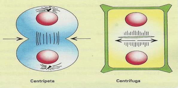 Particularidades da mitose em células vegetais - Nos vegetais a mitose é anastral ou acêntrica, pois, como não existem os centríolos, os ásteres também não se formam.