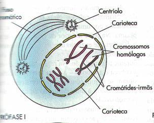 METÁFASE I Quiasma Pareamento dos cromossomos homólogos na placa equatorial da célula; ligação dos cromossomos às fibras do fuso.