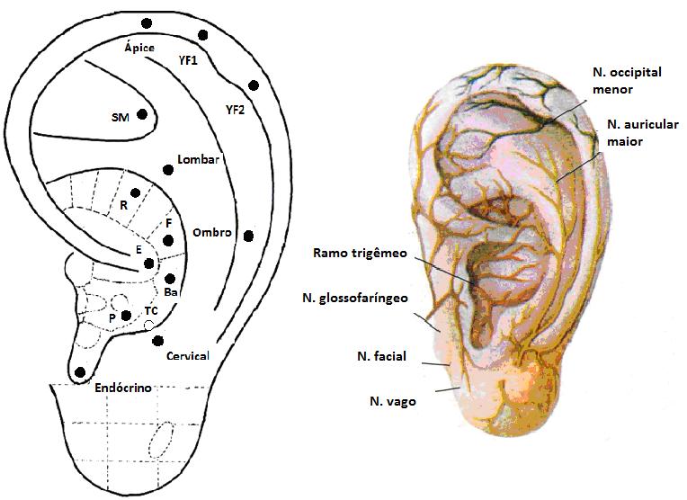 localizados na zona inervada pelo nervo auricular maior, pontos relacionados à coluna cervical, torácica e lombar.
