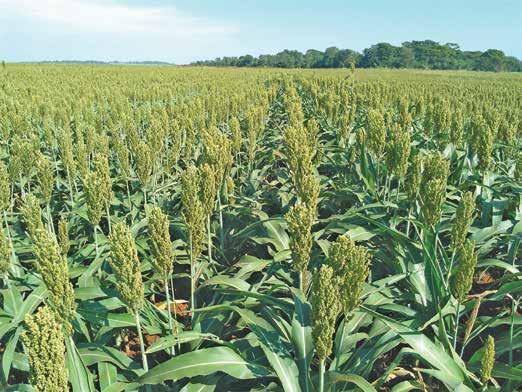 SORGO 410 " produtividade com excelente qualidade de grãos" 160-180mil 140-160mil Ferrugem Antracnose Turcicum precoce Florescimento 48 a 52 dias