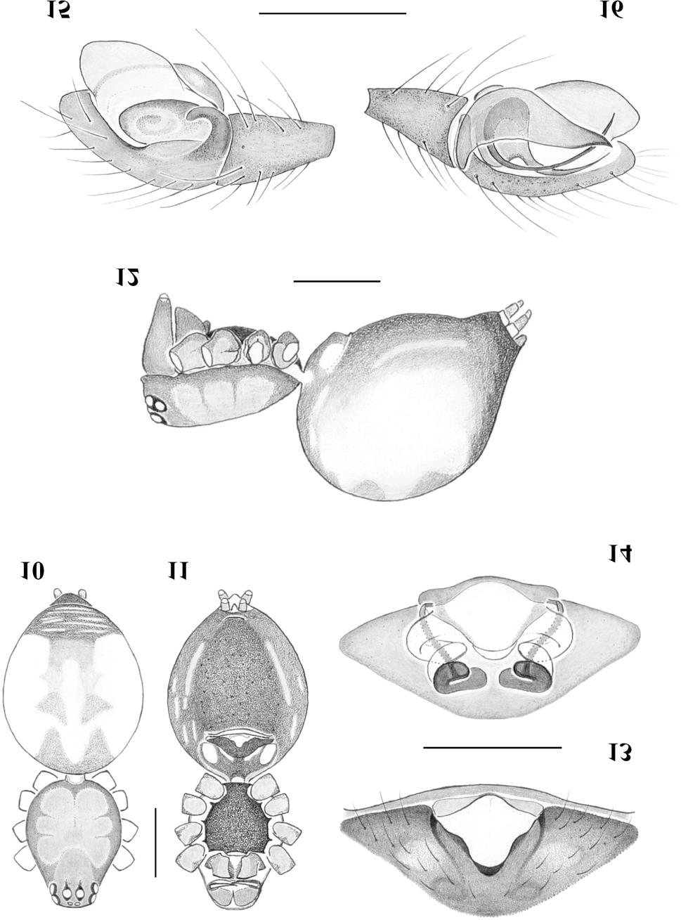 Sobre o gênero Vesicapalpus (Araneae, Linyphiidae)... 411 Figs. 10-16. Vesicapalpus simplex Millidge, 1991.