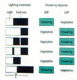 TRATAMENTO DE LUZ RESPOSTA DE