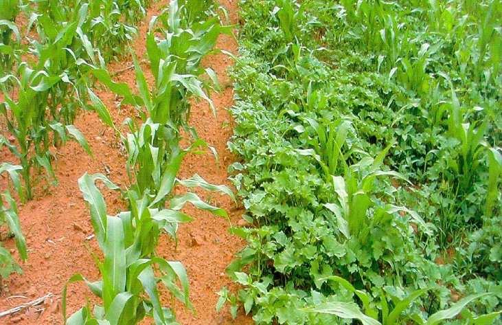 Interferência entre plantas daninhas e cultivadas 1.