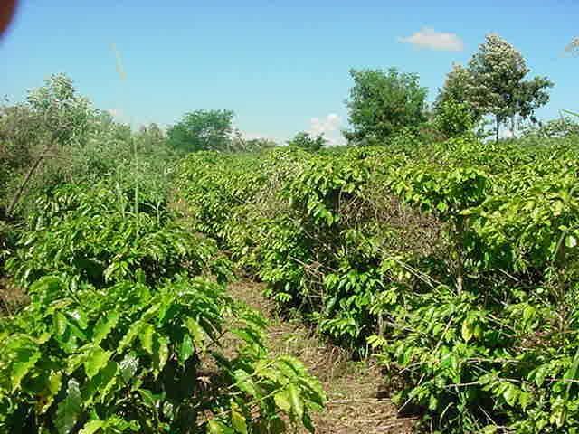 Padrão atual de produção de café no Paraná PLENO SOL,