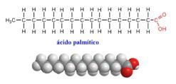 Oxidação completa em CO 2 +H 2 O FADH 2 e NADH Cadeia transportadora de elétrons Oxidação Total = 7