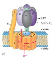 ADP 108 ATP + 16 CO 2 + 23 H 2 O Oxidação de Ácidos Graxos Insaturados Ácidos Graxos com