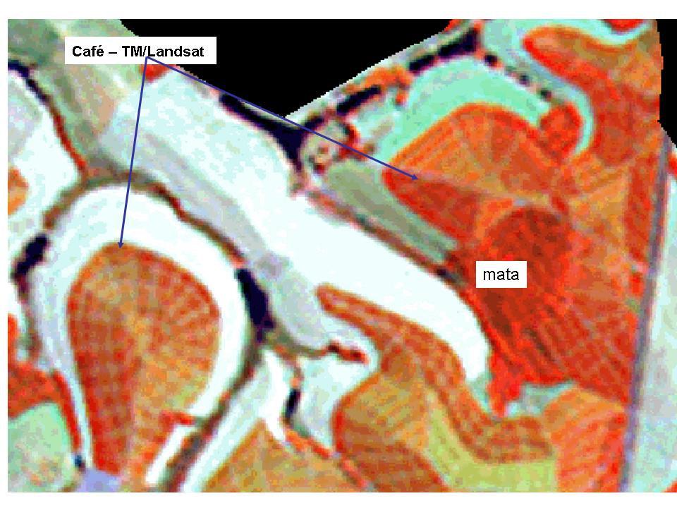 Figura 2 Lavoura de café observada nas imagens TM/Landsat e nos dados do Google Earth.