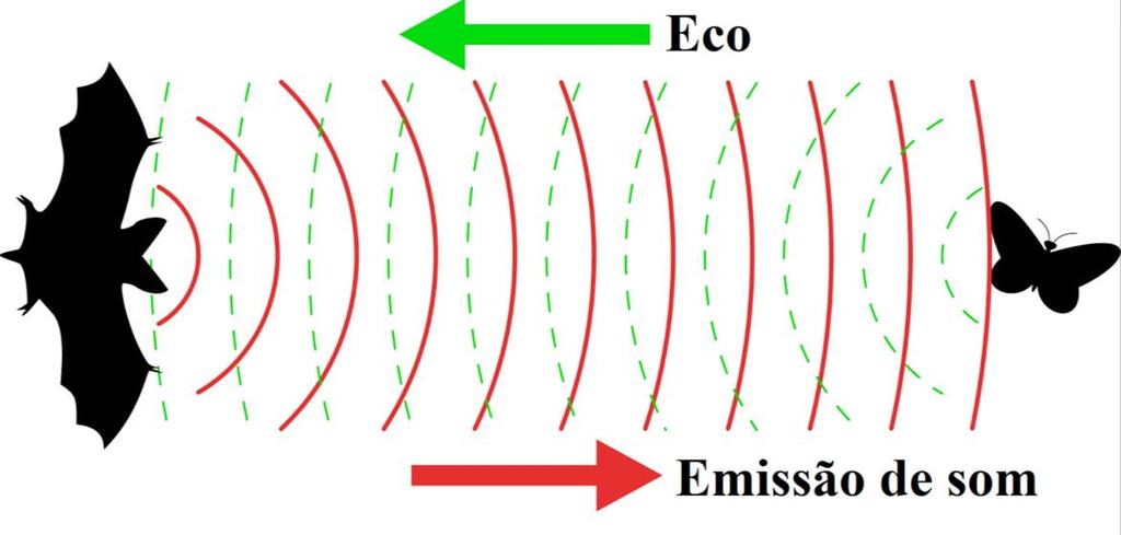 Os Microchiropetra possuem poucos cones na retina, estrutura relacionada com a percepção de cores. Entretanto, não são animais cegos.