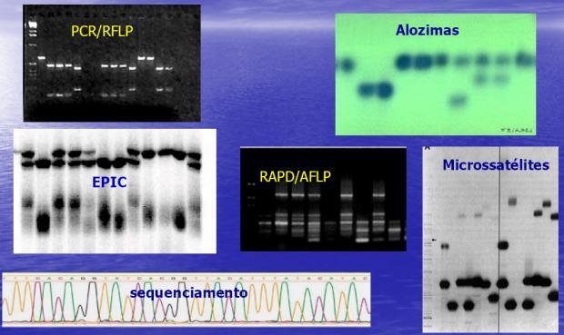 bases no DNA levam a mudanças nas cargas das proteínas.