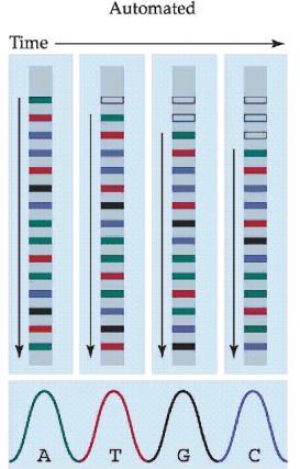 Sequenciamento de DNA DNA Mitocondrial Genes de dois rrnas, 22