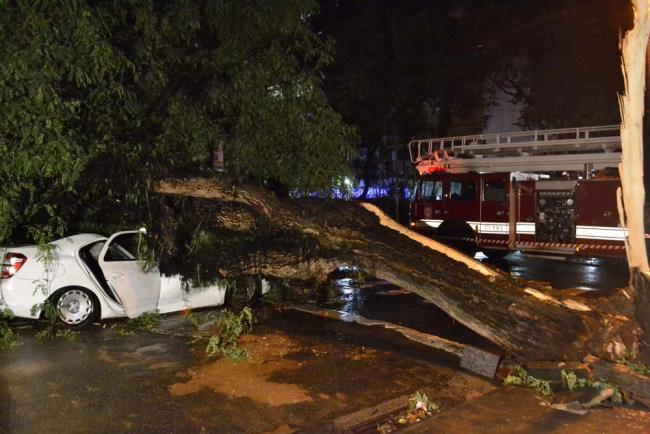São Paulo, SP (2014-2015) Árvore cai em táxi e