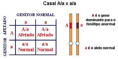 O fenótipo aparece em todas as gerações, e toda pessoa afetada tem um genitor afetado. 2.