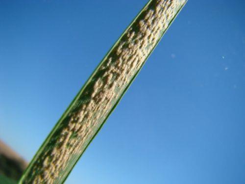 Oídio: Blumeria graminis f. sp. tritici O controle deve contar com o tratamento de sementes, uso de cultivares resistentes e tratamento com fungicida.