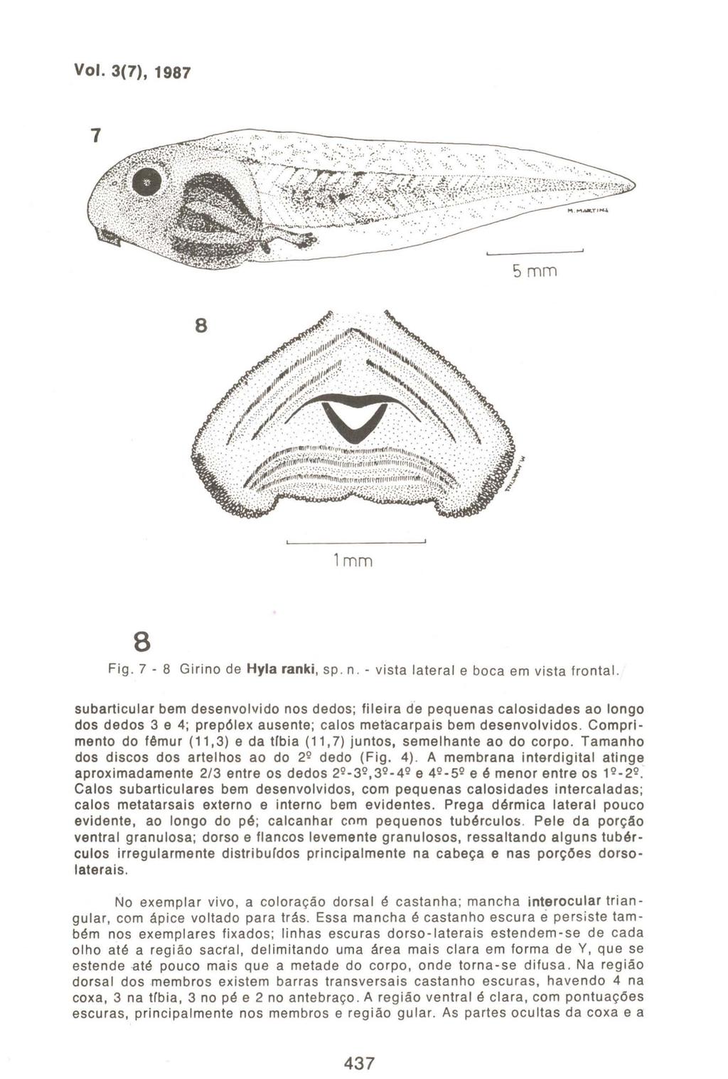 Vol. 3(7), 1987 lmm 8 Fig. 7-8 Girino de Hyla ranki, sp. n. - vista lateral e boca em vista frontal.