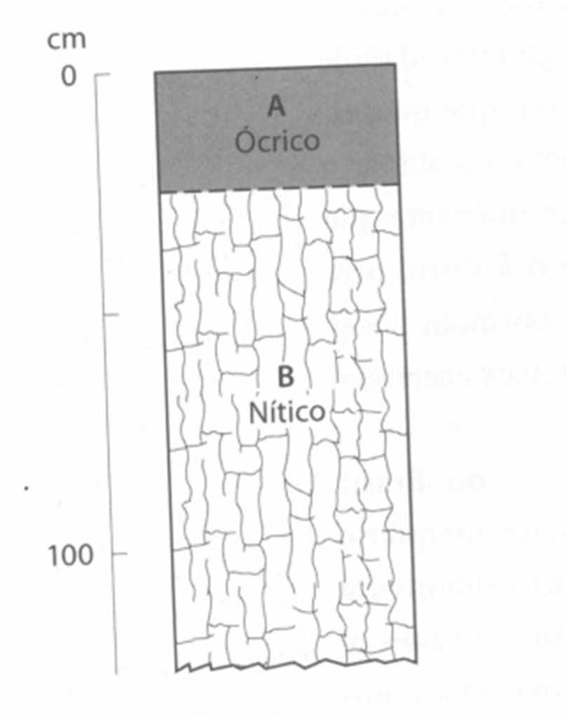 NITOSSOLOS Esquema da posição dos horizontes diagnósticos nos perfis mais típicos Os perfis mais típicos apresentam: Predomínio de cor