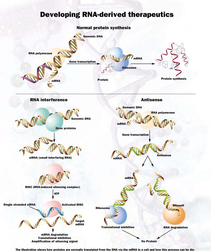 RNA de