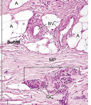 Plexo-nervoso da Sub-mucosa (plexo de Meissner)