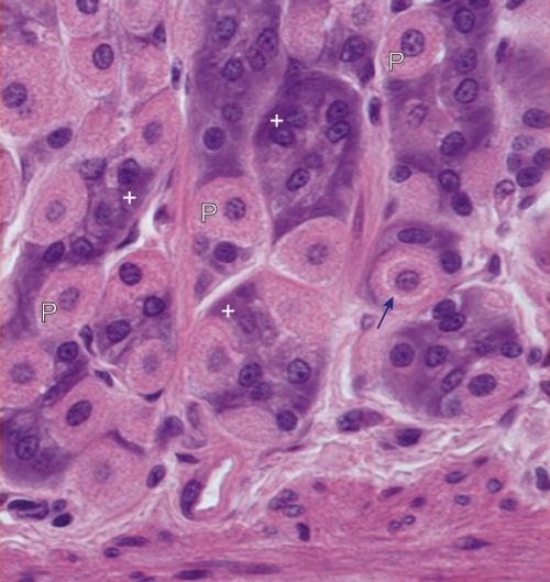 secretam H+, Clcélula parietal célula