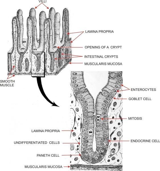Intestino: duodeno e intestino delgado