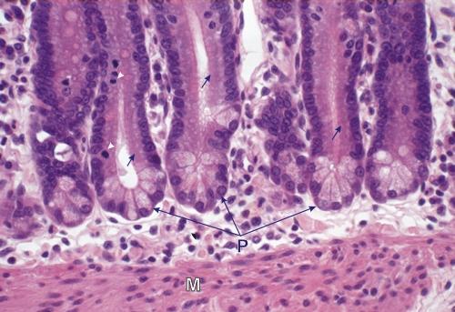 absortivas vilos célula caliciforme secreta