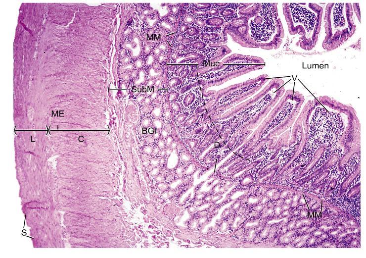 Duodeno Mucosa (Muc), Vilos (V), glândulas de Lieberkühn (D) Muscular da Mucosa (MM) Sub-mucosa (SubM), glândulas de Brunner (BGI)