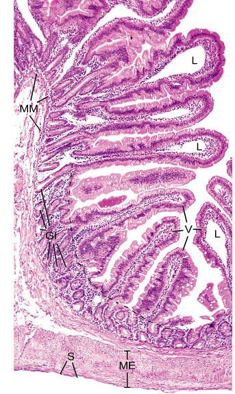 Vilos (V) Placas de Peyer (LN) Sub-mucosa (SM) Muscular (ME)