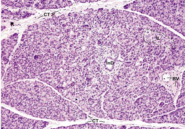Pâncreas Septos de tecido conjuntivo (CT) delicados dividem o pâncreas em lóbulos local onde trafegam vasos