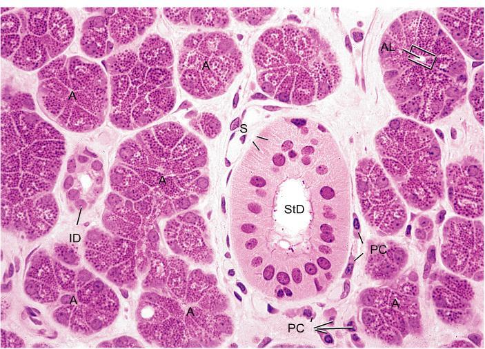 Glândula Salivar Parótida A: ácinos serosos, AL: lumen do ácino, ID: ducto excretor intercalado StD: