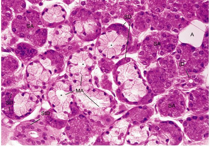 Glândula Submandibular SA: ácinos serosos, MA: acino /tubulo mucoso, SD: mistos ID: ducto excretor intercalado, StD: